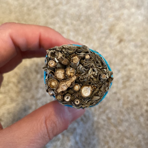 πRESTOCKEDππHomemade White Sage Smudge Stick- 4 inches long - Picture 2 of 4